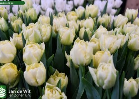 Tulipa Verona Ice ® (2)